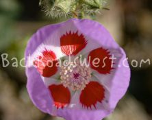 StockFlowers-ib-119_1907-004