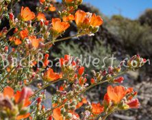 StockFlowers-ib-IMG_7941-005