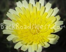 StockFlowers-ib-IMG_7974-006