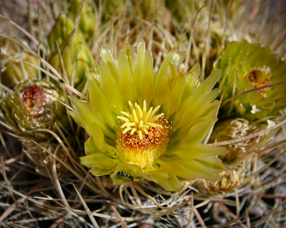 Yellow Cactus Flower 1 8x10-ib-IMG_5033-001a