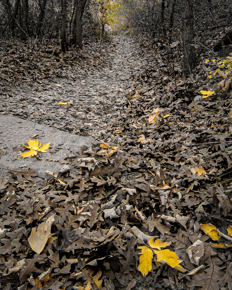 Trail of Leaves 8x10-ib-141_4191-001