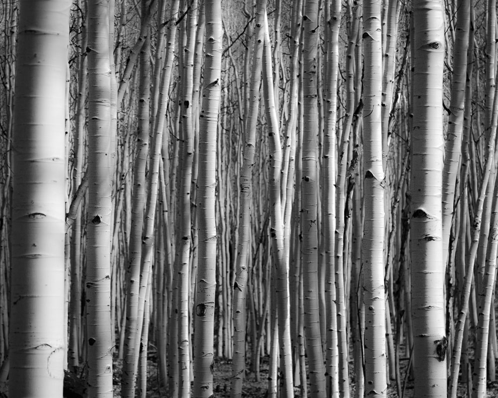 Aspen Trunks 2x3-ib-IMG_6887-2-001