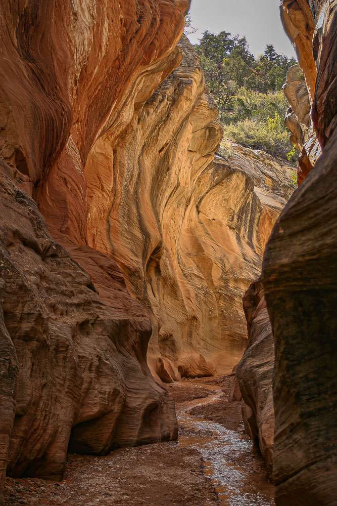 Willis Creek 2 2x3-ib-Ilene Bandringa 60 tall 300dpi 150_5056-art-height-18150px-001