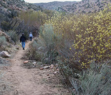 Hiking past the riparian zone in Pipes Canyon